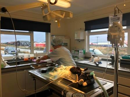 Clinical & Animal Health