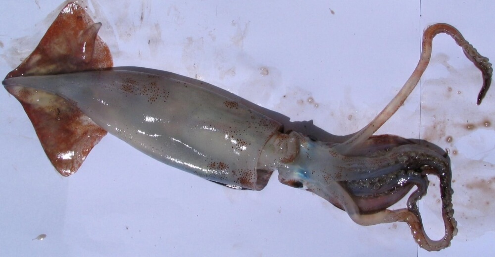Illex squid Falkland Islands fishery