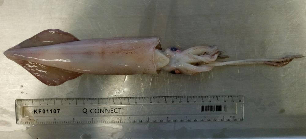 Falkland calamari Loligo fishery