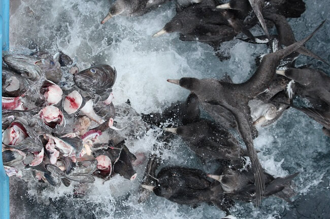 Giant petrels scavenging  in front of the discard chute of a toothfish longliner