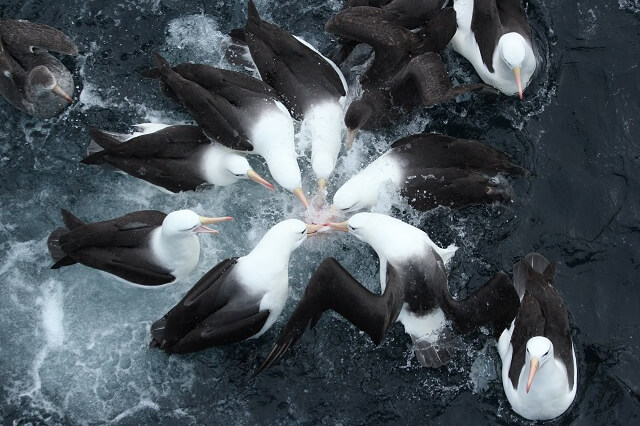 Black-browed albatrosses form a rosette while fighting for a piece of discard