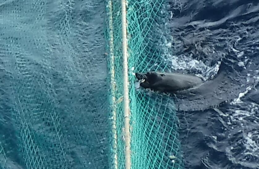 South American fur seal grabbing a hake from a hauling net