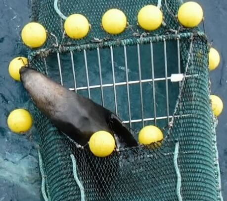 outh American sea lion escaping  through the SED hatch while retrieving the net