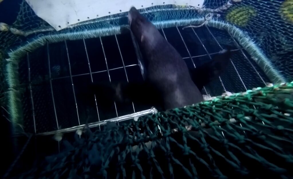 Underwater view of a South American fur seal escaping through the SED while shooting the net.